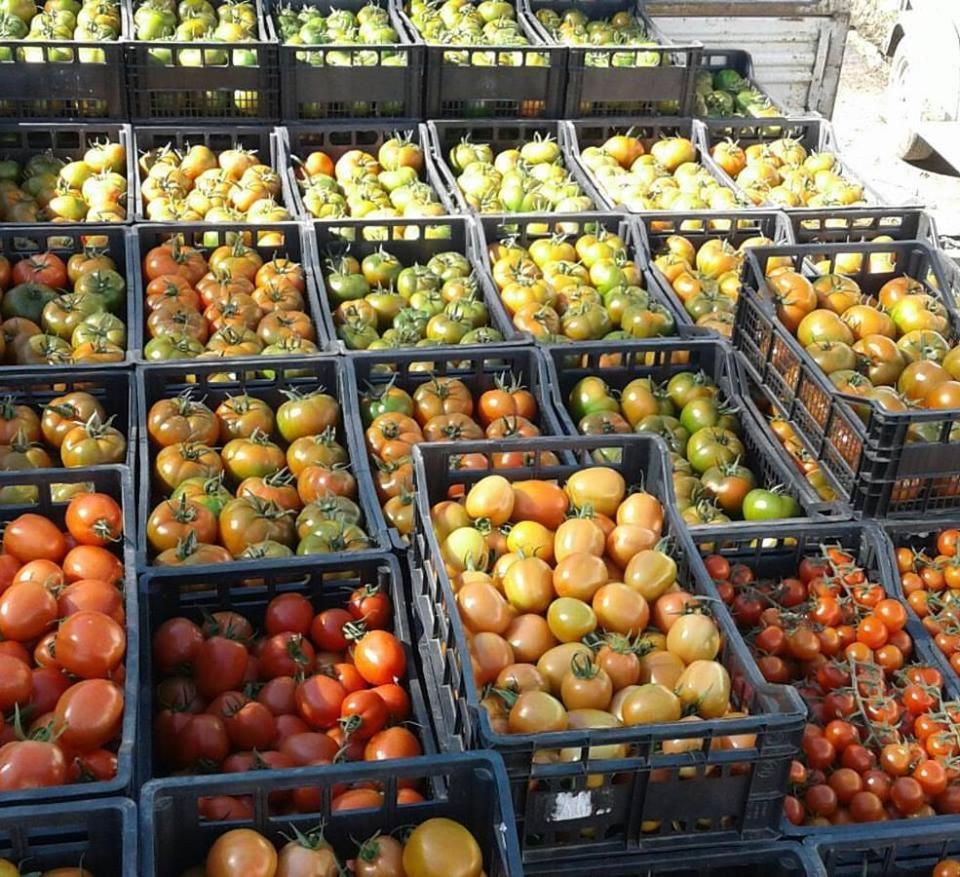 Agriturismo Agrifoglio San Giovanni Suèrgiu エクステリア 写真