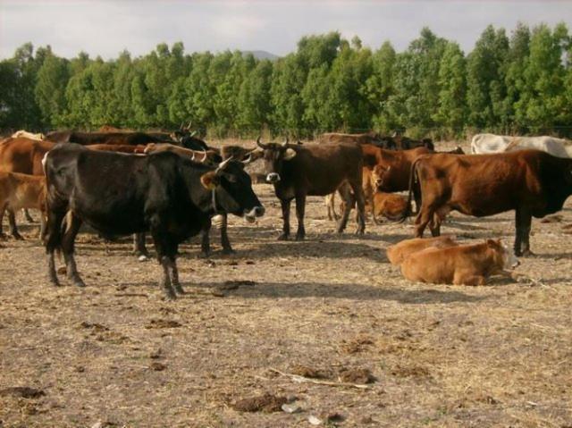 Agriturismo Agrifoglio San Giovanni Suèrgiu エクステリア 写真