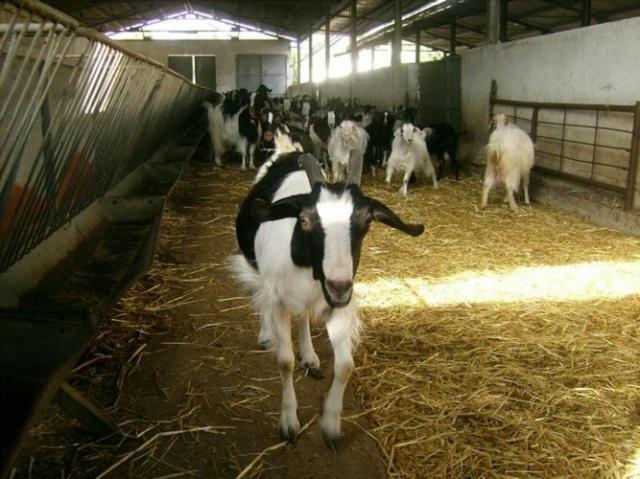 Agriturismo Agrifoglio San Giovanni Suèrgiu エクステリア 写真