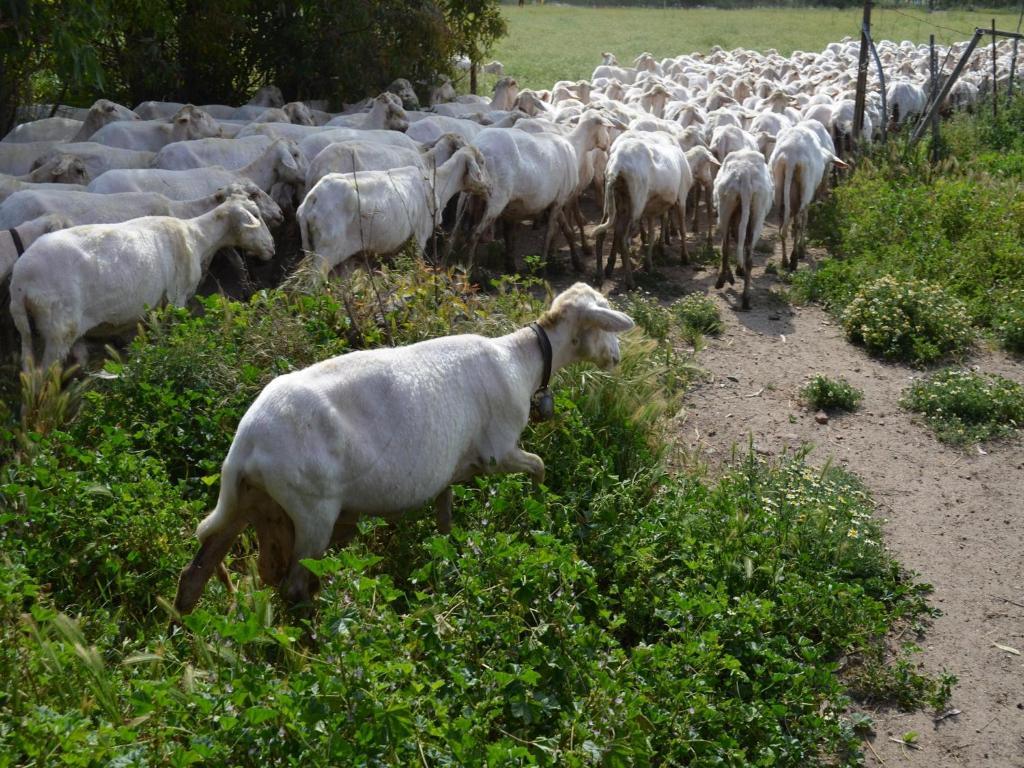 Agriturismo Agrifoglio San Giovanni Suèrgiu エクステリア 写真