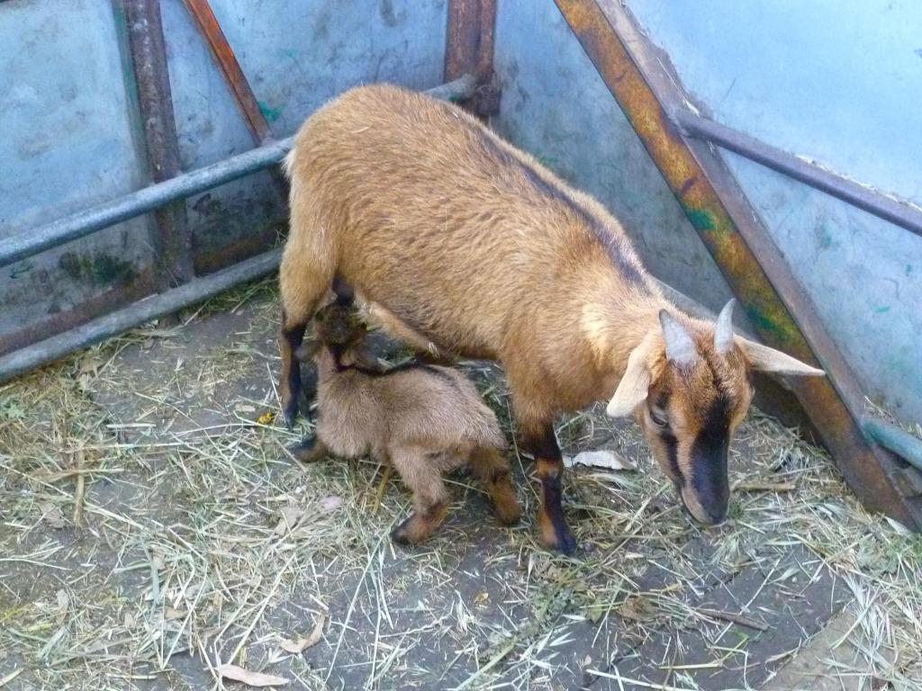 Agriturismo Agrifoglio San Giovanni Suèrgiu エクステリア 写真