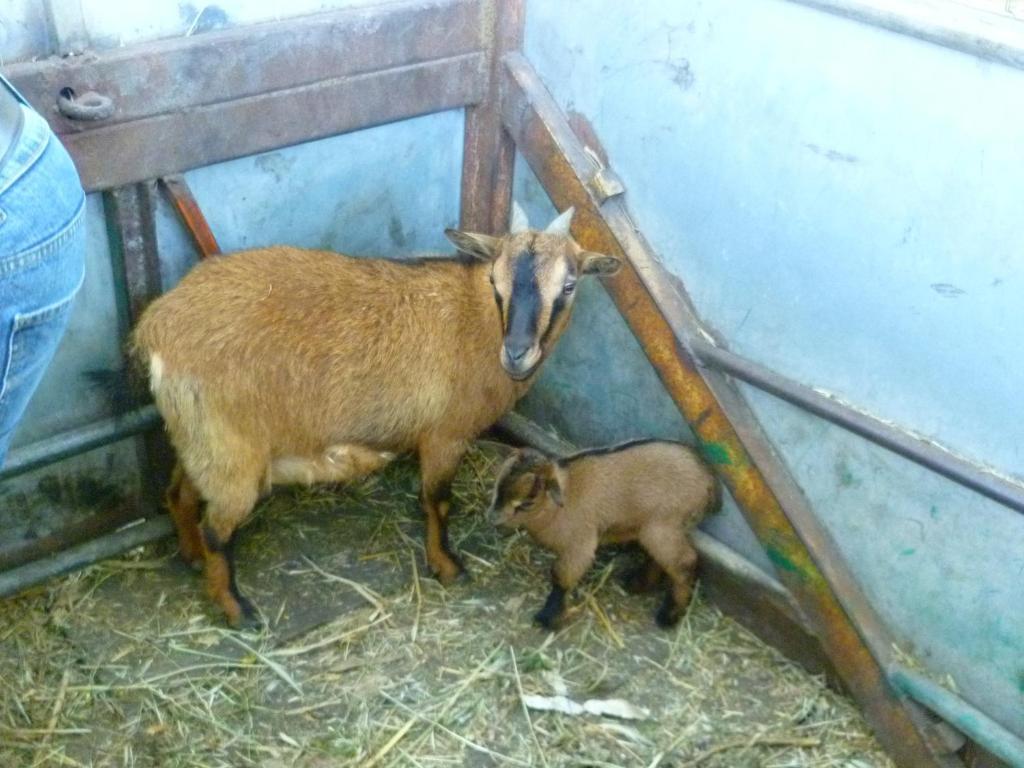 Agriturismo Agrifoglio San Giovanni Suèrgiu エクステリア 写真