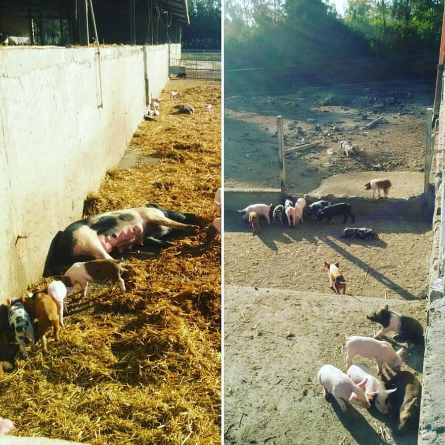 Agriturismo Agrifoglio San Giovanni Suèrgiu エクステリア 写真